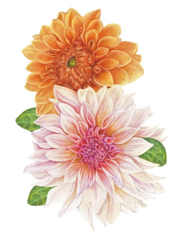 Lápis Faber-Castell Polychromos C/140 110014