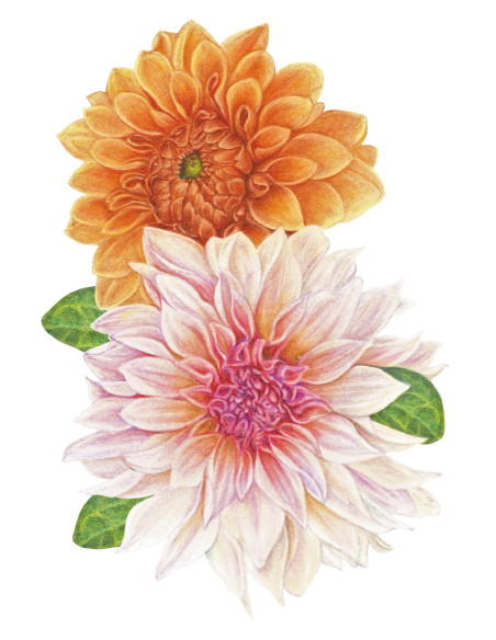 Lápis Faber-Castell Polychromos C/140 110014